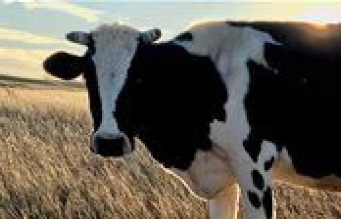 ما حكم كيِّ الماشية بالنار لتمييزها؟.. الدكتور نظير عياد يجيب