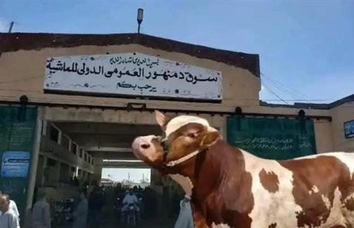 حبس مستأجر سوق المواشي بدمنهور بتهمة تقديم خطاب ضمان مزور بقيمة 41 مليون جنيه