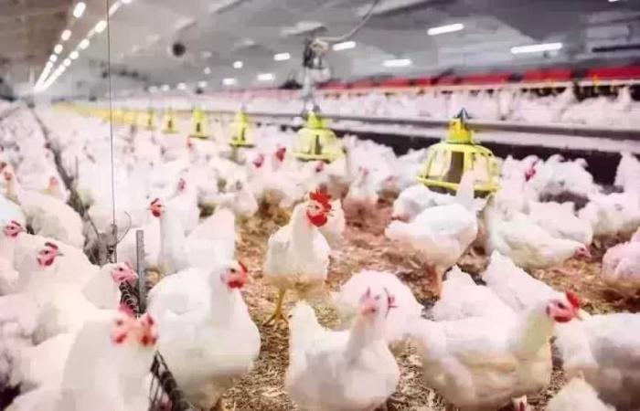 أسعار
      الدواجن
      اليوم
      الأربعاء..
      الفراخ
      وصلت
      لكام