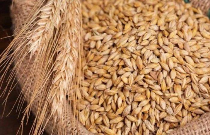 طن الحبة العريضة والرفيعة بكام؟.. سعر الأرز الشعير اليوم الأربعاء 16 يوليو 2025