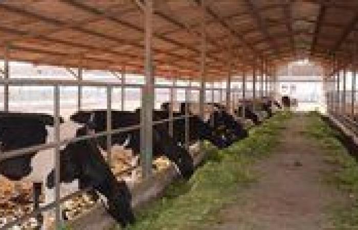 “بحوث الصحراء” يطبق لأول مرة تقنية السونار لتعزيز إنتاجية الثروة الحيوانية