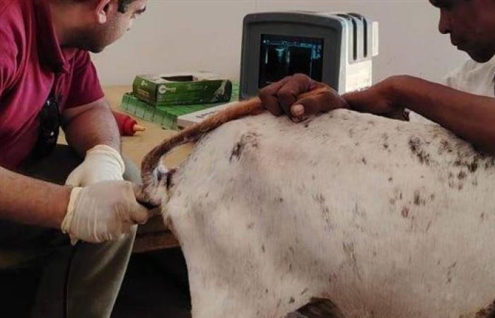 لأول مرة.. بحوث الصحراء يطبق تقنية السونار لتعزيز إنتاجية الثروة الحيوانية بحلايب والشلاتين