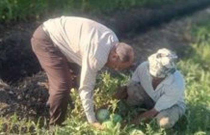 جولات مكوكيه لوكيل وزارة الزراعة بالبحيره للاطمئنان على حالة المحاصيل الصيفيه بالمحافظه