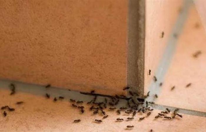 بمكونات طبيعية.. أرخص طرق تنظيف البيت من الحشرات