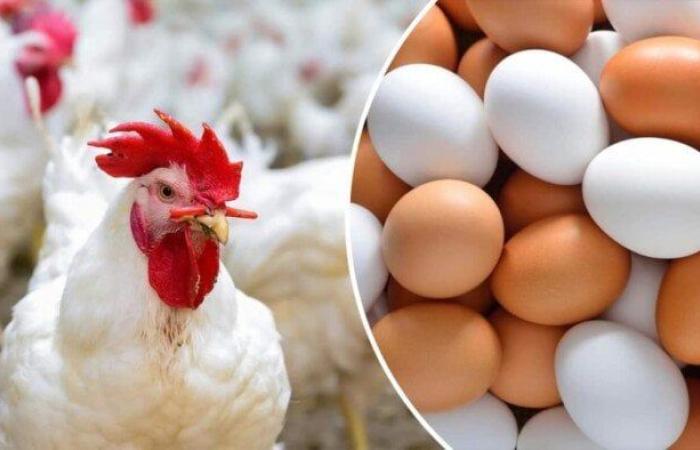 الفراخ البيضاء بكام؟.. أسعار الدواجن والبيض اليوم السبت 26-7-2025