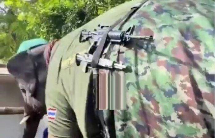بالزي العسكري.. فيل مسلح يشارك في الصراع بين تايلاند وكمبوديا