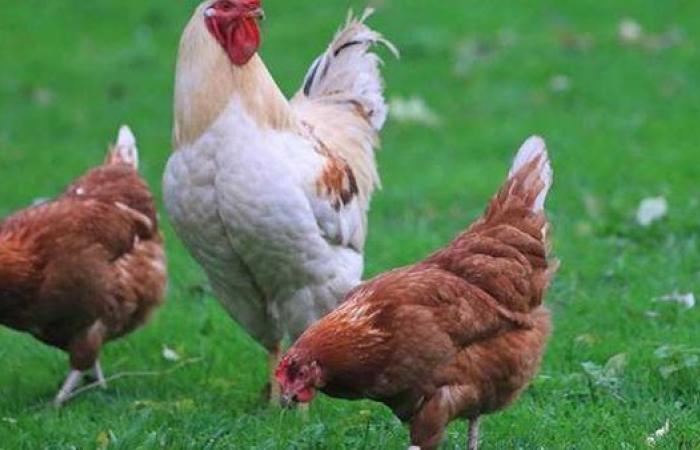 سعر الفراخ في المزارع والأسواق اليوم الجمغة 1 أغسطس.. مفاجأة غير متوقعة