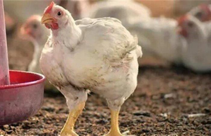 أسعار الفراخ البيضاء والبلدي اليوم الجمعة 1 أغسطس 2025.. البانيه بـ 200 جنيه