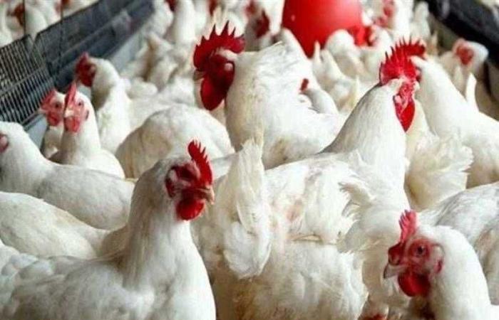 أسعار الدواجن والبيض في مصر اليوم الجمعة