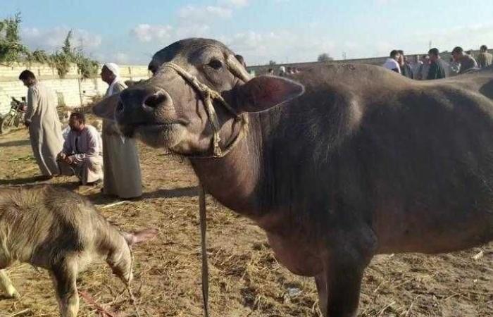 وزير الزراعة: لدينا برامج لدعم منظومة تربية الجاموس المصري  لتحسين إنتاجيته