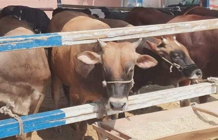 "الزراعة" تصدر 751 ترخيصا لمشروعات الثروة الحيوانية والعلفية والداجنة