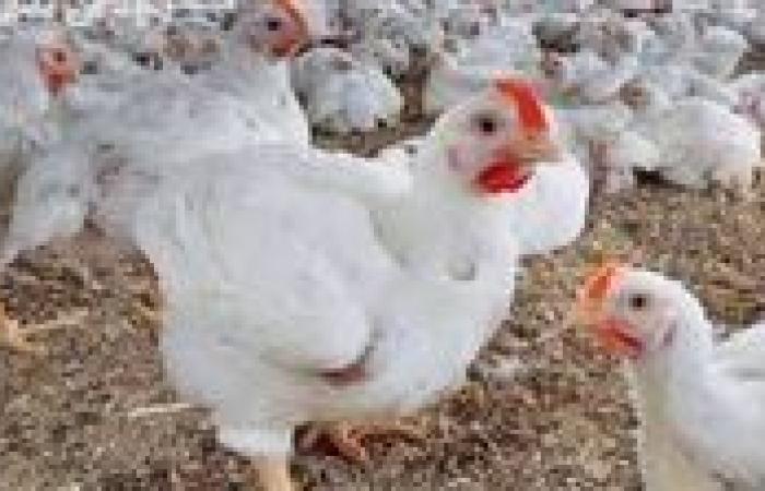 بـ 63 جنيه..أسعار الفراخ البيضاء اليوم الأحد 3-8-2025