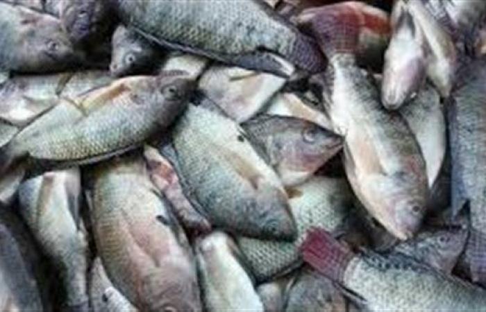 انخفاض البلطي وارتفاع الكابوريا.. أسعار السمك اليوم الاثنين في سوق العبور