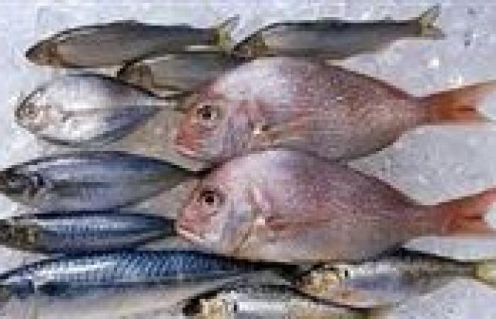 74 جنيه البلطي.. أسعار السمك اليوم الإثنين 4 أغسطس بالأسواق
