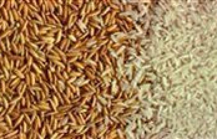 أسعار الأرز في الأسواق اليوم الأربعاء 6 أغسطس 2025