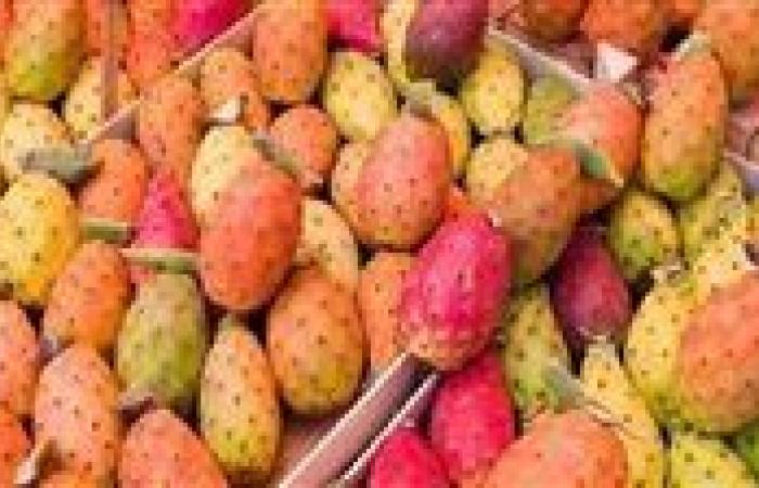 فاكهة الفقراء.. رحلة التين الشوكي من شوارع القاهرة إلى مختبرات العالم