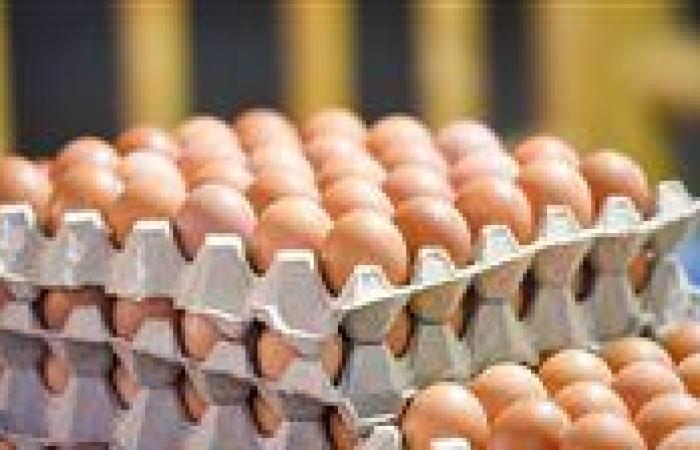 انخفاض سعر البيض 30%.. شعبة المستوردين: مؤشرات إيجابية في الأسواق