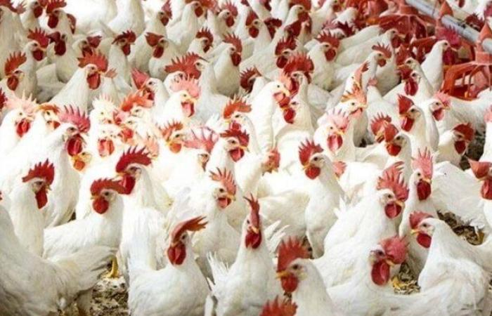 أسعار الفراخ اليوم الجمعة 8 أغسطس 2025.. الكبد والقوانص بـ 135 جنيهًا