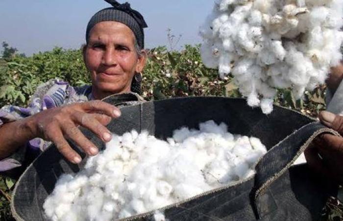خبير تسويق عالمي: القطن المصري "ذهب أبيض" وفرصة لاقتحام الأسواق الدولية