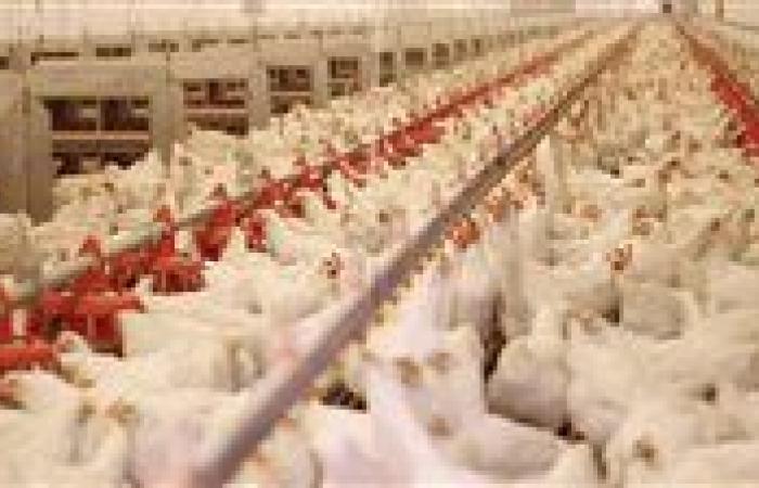 الزراعة تعلن تجديد اعتماد المعمل المرجعي للرقابة على الإنتاج الداجني من "إيجاك"