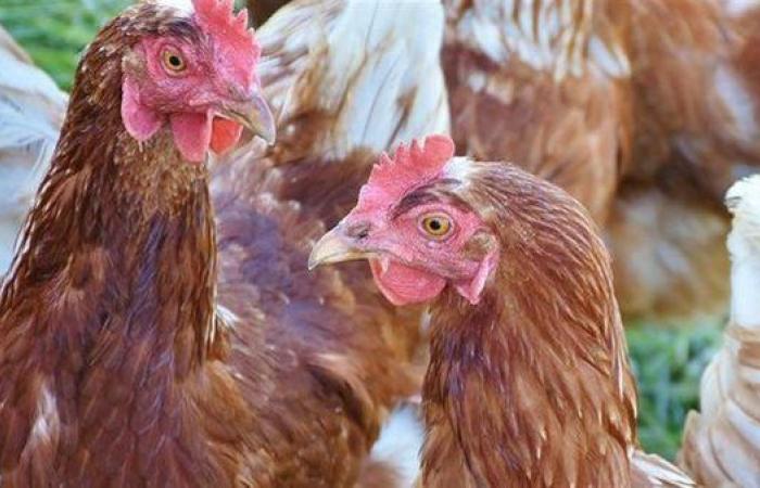 استقرار أسعار الفراخ في الأسواق المصرية مساء الاثنين 11 أغسطس 2025