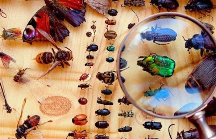 صدق أو لا تصدق| برغم كونها مخلوقات يقزز منها الجميع إلا أن وجودها رحمة.. تعرف عليها