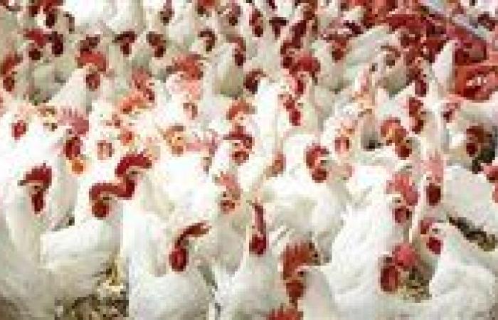 بـ60 جنيه.. سعر الفراخ البيضاء اليوم الأربعاء 13-8-2025