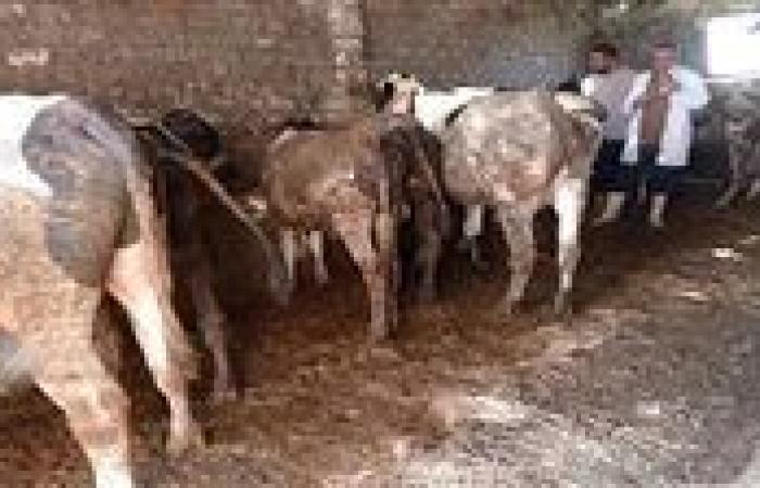 الزراعة تبدأ حملة تحصين المواشي ضد العترة الجديدة من الحمى القلاعية