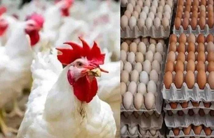 أسعار الدواجن والبيض في مصر اليوم السبت