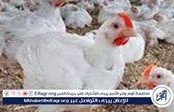 بورصة الدواجن.. أسعار الفراخ البيضاء اليوم الاربعاء 20-8-2025 في قنا