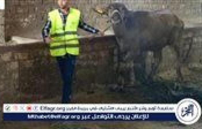 " تضامن الغربية".. تسليم 1469 رأس ماشية للأسر الأولى بالرعاية