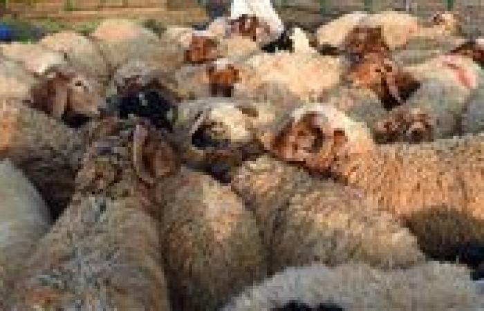 تربية الأغنام.. مشروع واعد لحل أزمة اللحوم وتقليل الاستيراد