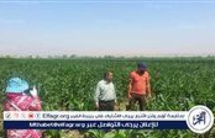 وكيل زراعة أسيوط يتابع الحقول المنزرعة بمحصول الذرة الرفيعة بمركز أبنوب