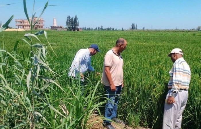 «زراعة كفر الشيخ» تواصل متابعة زراعات القطن والأرز والذرة وتكثيف أعمال مكافحة الآفات