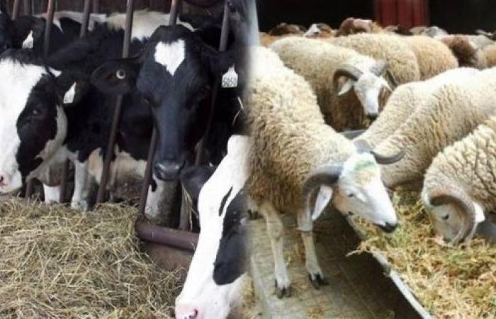 القطيع الوطني يرتفع لأزيد من 32.8 مليون رأس