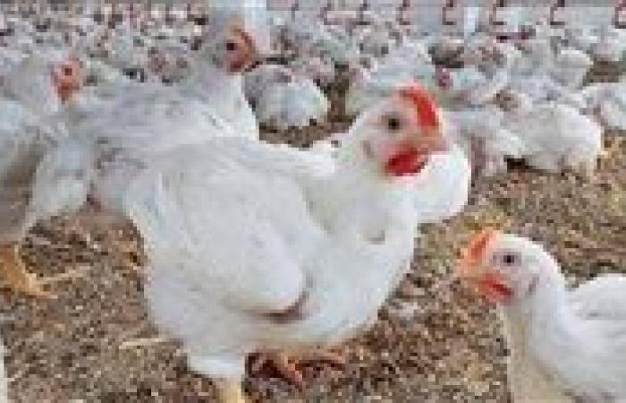 بـ 66 جنيه.. سعر الفراخ البيضاء اليوم الثلاثاء 26-8-2025