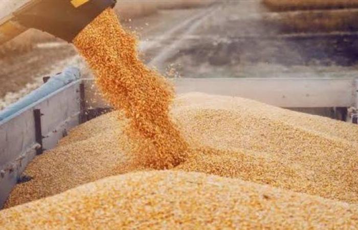 الحكومة توافق على أسعار توريد المحاصيل الإستراتيجية لموسم 2025/2026