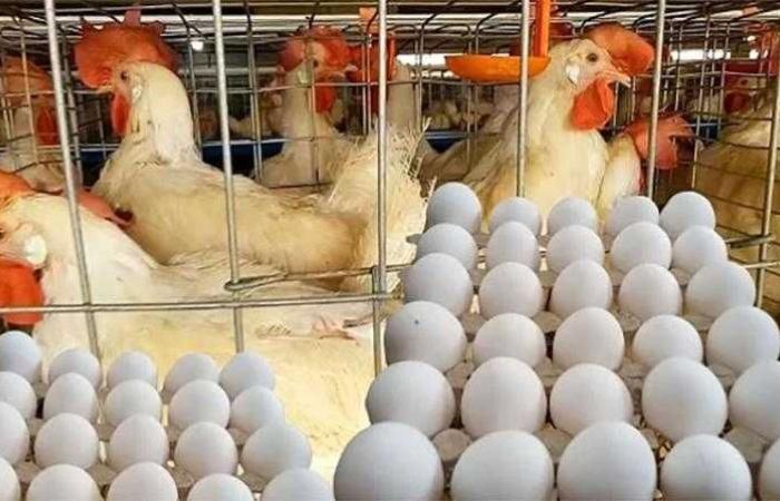 أسعار الدواجن والبيض في مصر اليوم الخميس