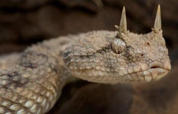 بسبب الحر الشديد.. العقارب والطريشة  تلدغ 5 بينهم 3 سيدات في الوادي الجديد