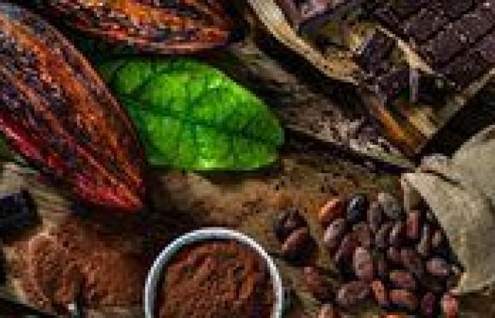 زراعة الكاكاو في مصر: تجربة لم تُكلل بالنجاح.. فما السبب