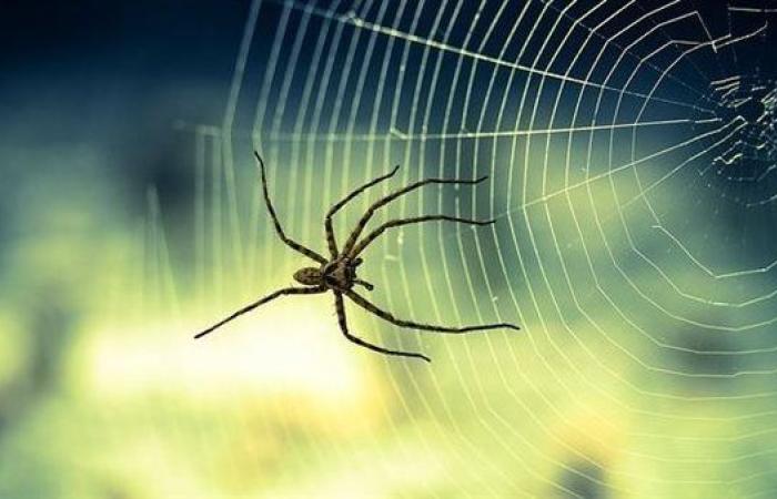 4 طرق طبيعية وبسيطة للتخلص من العناكب نهائيا في المنزل
