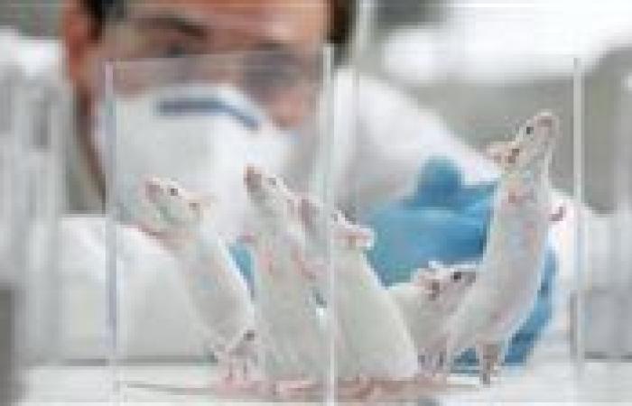 جامعة كيوتو باليابان.. تجربة على الفئران تفتح الباب لإنجاب أطفال في الفضاء