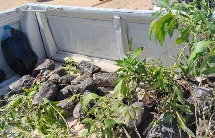محافظ أسيوط: استمرار أعمال التشجير وزراعة ...