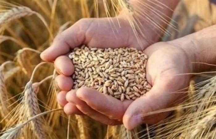 سعر طن الأرز الشعير اليوم الثلاثاء 2 سبتمبر 2025