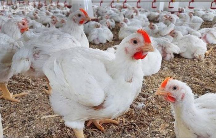 5 جنيه زيادة.. سر ارتفاع أسعار الدواجن في مصر