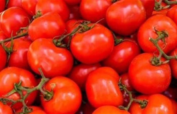 هتوصل 20 جنيه.. سر ارتفاع أسعار الطماطم في مصر