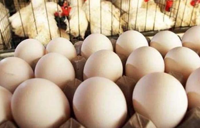 أسعار البيض اليوم الثلاثاء 9 سبتمبر 2025.. كرتونة البيض وصلت كام؟
