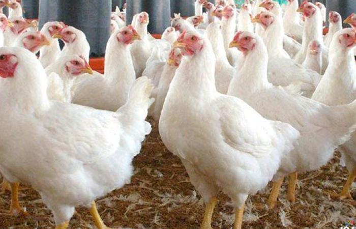 بورصة الدواجن| بكام كيلو الفراخ النهاردة؟.. سعر الفراخ البيضاء اليوم الثلاثاء 9-9-2025