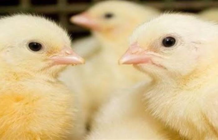 سعر الكتكوت الأبيض اليوم عمر يوم الثلاثاء 9 سبتمبر 2025.. الأسعار رخصت