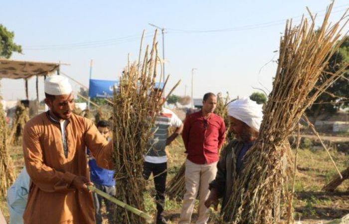 من قلب حقول المنيا.. دعم حكومي غير مسبوق للمزارعين لزيادة الإنتاج وتقليل فاتورة الاستيراد